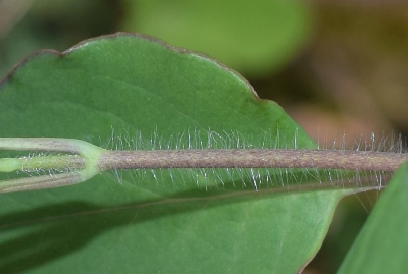 Pianta strisciante Lonicera sp.